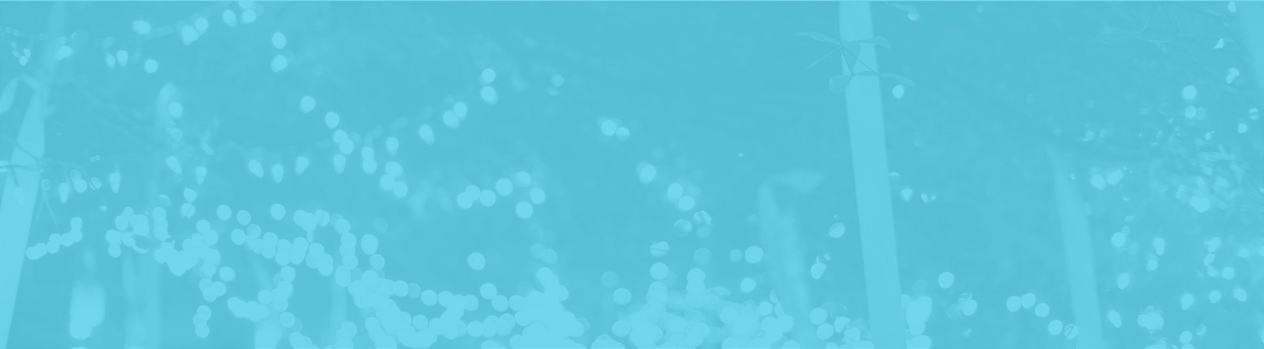 lbm-aa-header-2 lbm-aa-header-2